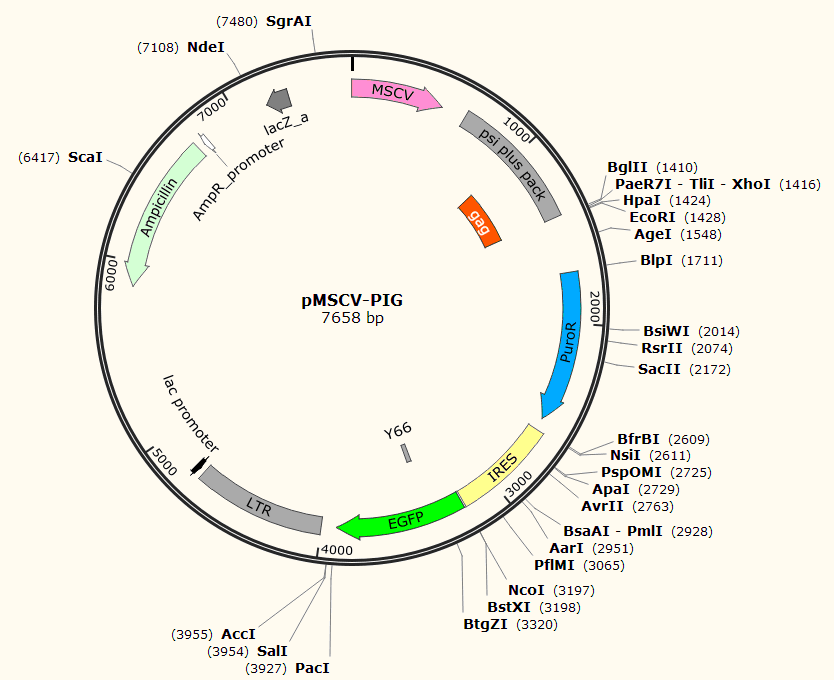 pMSCV-PIG载体图谱